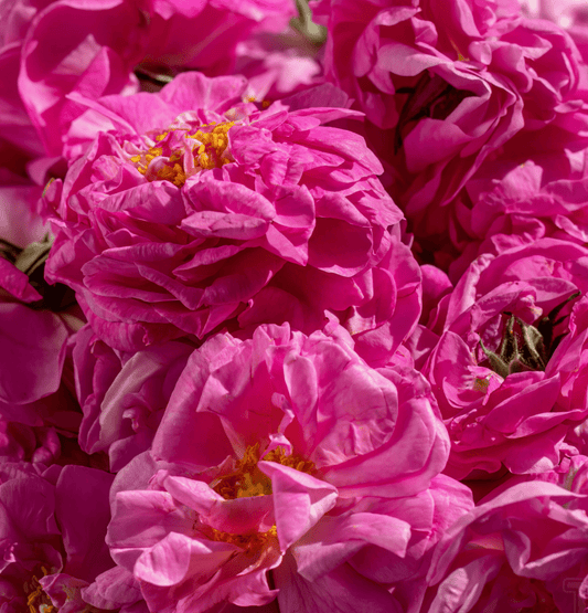 Варення з рожі (150 грам) - Щось Смачненьке