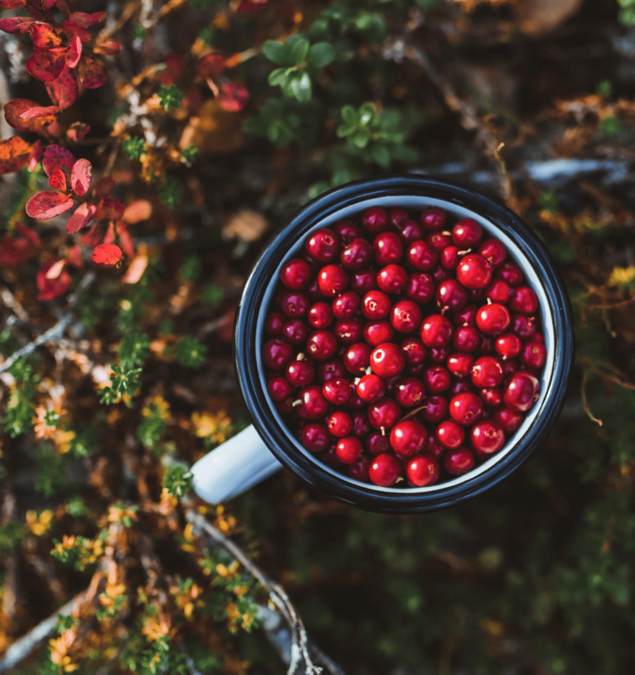 Щось з лісу - Щось Смачненьке
